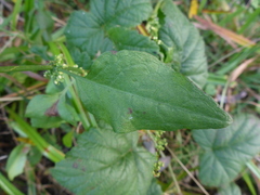 Rumex conglomeratus