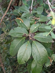 Mallotus claoxyloides