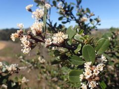 Ceanothus megacarpus