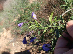 Solanum xanti