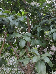 Mallotus claoxyloides