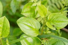 Hackelia latifolia
