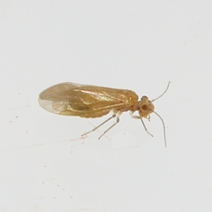 Valenzuela pinicola