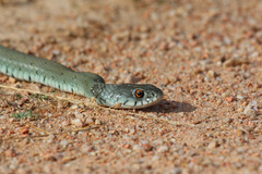 Natrix astreptophora