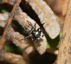 Maratus