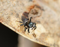 Maratus