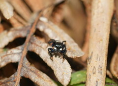Maratus
