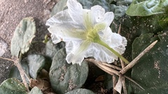 Lycianthes asarifolia