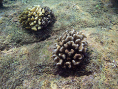 Pocillopora