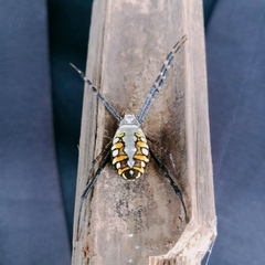 Argiope catenulata
