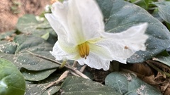 Lycianthes asarifolia