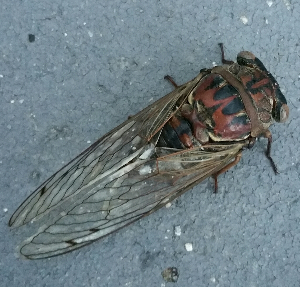 Resonant Cicada