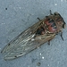 Resonant Cicada - Photo (c) jamesbsc2011l, some rights reserved (CC BY-NC)