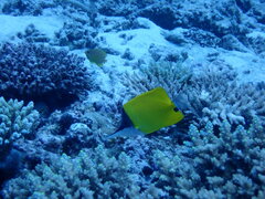 Forcipiger flavissimus