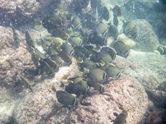 Acanthurus leucopareius
