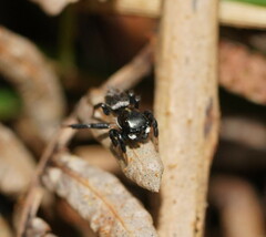 Maratus