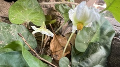 Lycianthes asarifolia