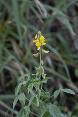 Crotalaria
