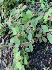 Euphorbia ophthalmica