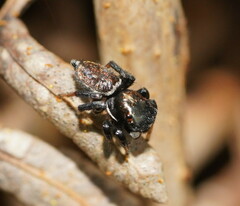 Maratus