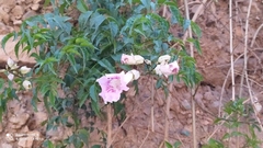 Podranea ricasoliana