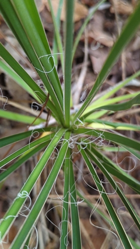 Image of Yucca louisianensis by (c) Alan Rockefeller, some rights reserved (CC BY)