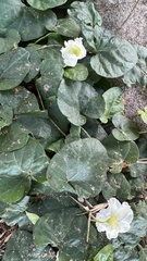 Lycianthes asarifolia