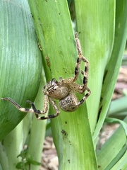 Neosparassus calligaster