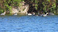 Podiceps occipitalis
