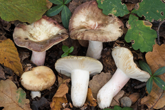 Russula amoenicolor