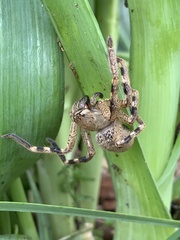 Neosparassus calligaster