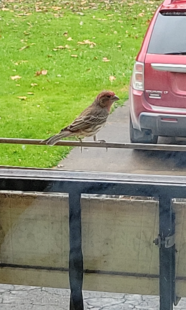 House Finch in October 2022 by James Weaver · iNaturalist