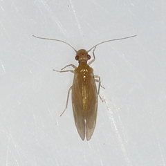 Valenzuela pinicola