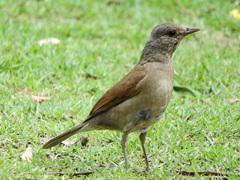 Turdus leucomelas