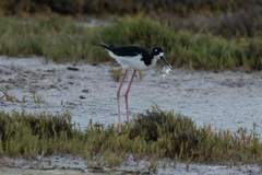 Himantopus mexicanus knudseni