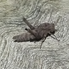 Xyleus discoideus