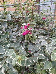 Bougainvillea