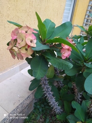 Euphorbia