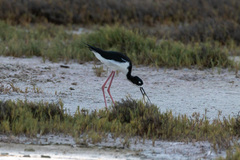 Himantopus mexicanus knudseni
