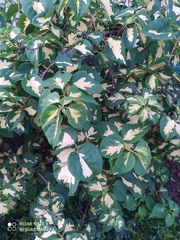 Bougainvillea glabra