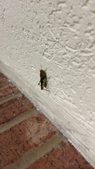 Chortophaga australior