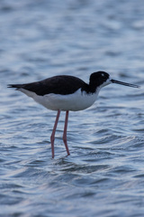 Himantopus mexicanus knudseni