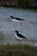 Himantopus mexicanus knudseni
