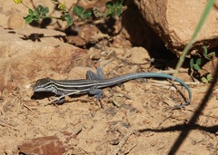 Aspidoscelis velox