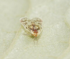 Saccharodite chrysonoe