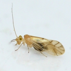 Xanthocaecilius sommermanae
