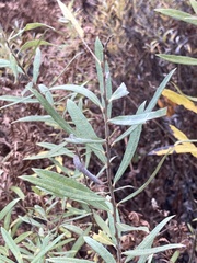 Salix humilis tristis