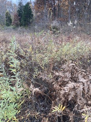 Salix humilis tristis