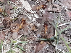 Microhodotermes viator