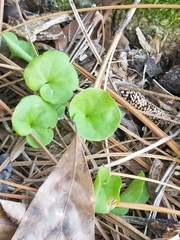 Dichondra carolinensis